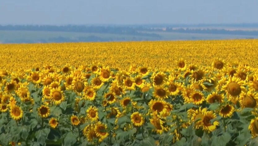 Price Fever: Sunflower Prices Surge to Historical Highs