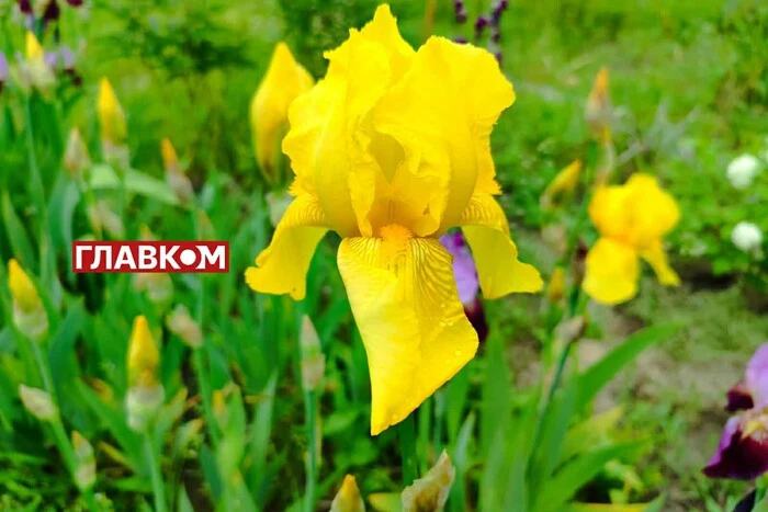 В Украине переменная облачность и без осадков: прогноз погоды на 10 июня