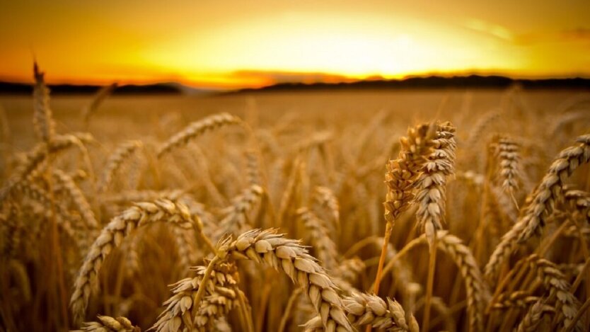 Ukrainian wheat prices are falling ahead of the harvest season