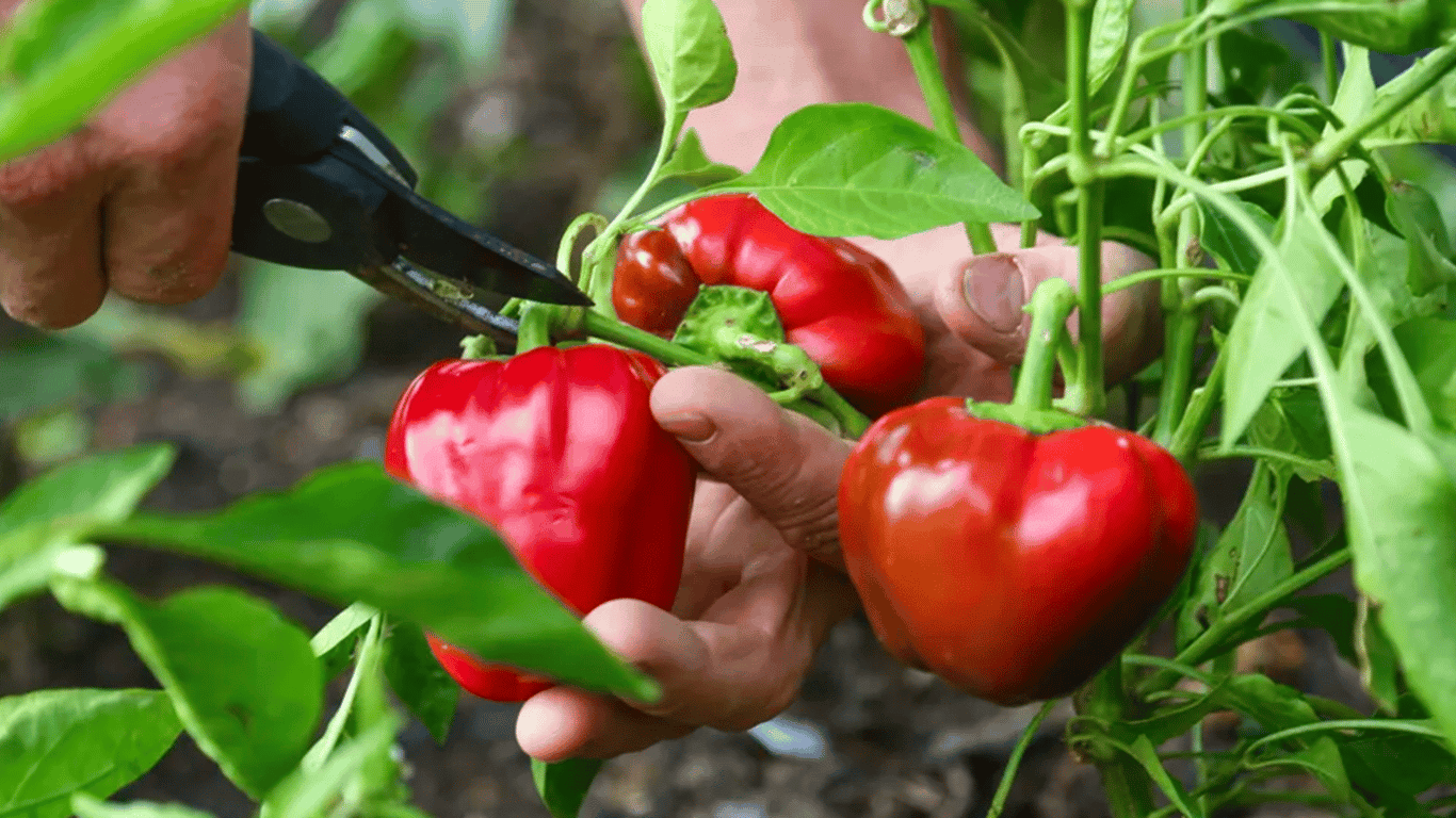 Wie man Paprika im Garten bei Hitze anbaut – nützliche Tipps