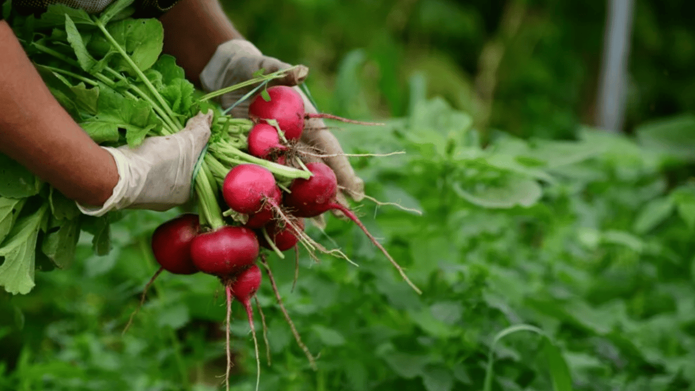 Which varieties of radish should be planted in the garden for an early harvest