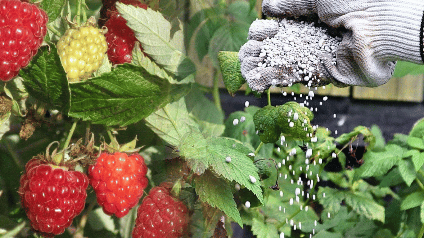 Wie man Himbeeren im Juli 2025 düngt, um eine gute Ernte zu erzielen