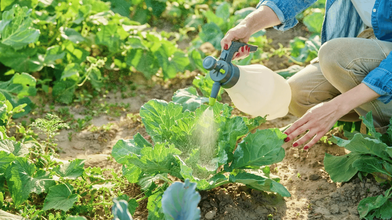 How to fertilize cabbage in July 2025 to harvest large heads