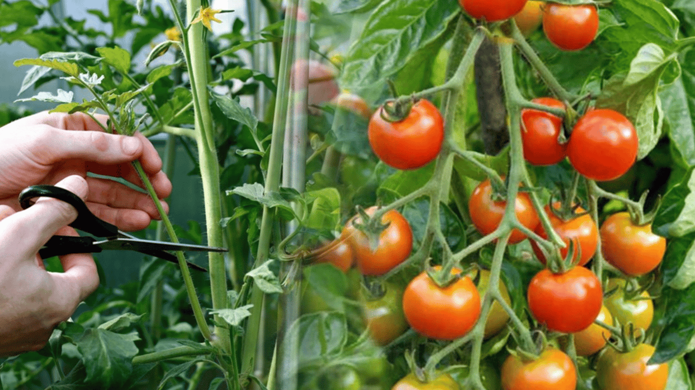 Die Bildung von Tomatensträuchern - wie man die Ernte nicht verliert